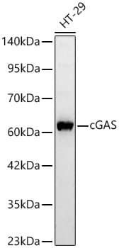 cGAS Antibody - BSA Free