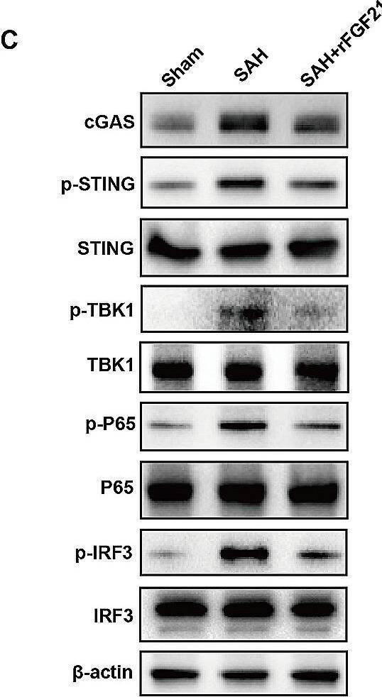 cGAS Antibody - BSA Free