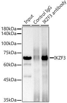 Aiolos/IKZF3 Antibody (4U7F9)