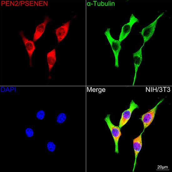PSENEN/PEN2 Antibody (6J5O4)
