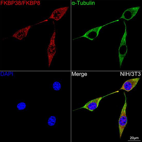 FKBP38 Antibody (2J7P6)