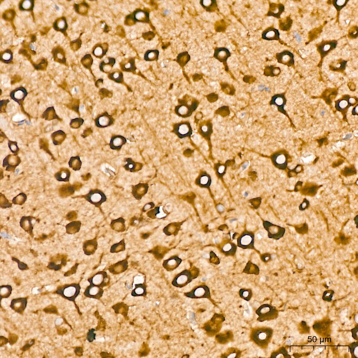 EEF1G Antibody (2E1O7)