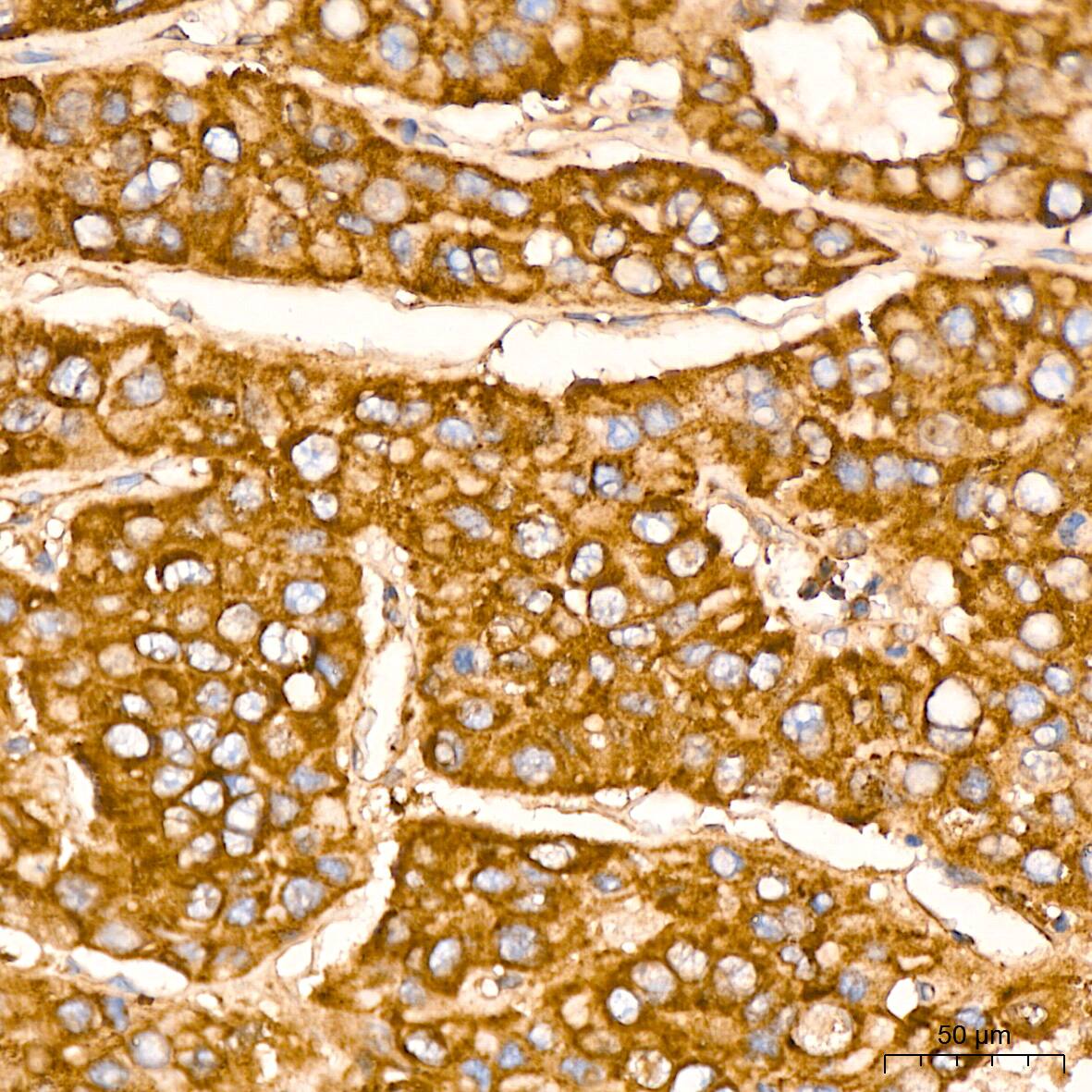 EEF1G Antibody (2E1O7)