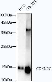 p18INK4c/CDKN2C Antibody (1Q10Q4)