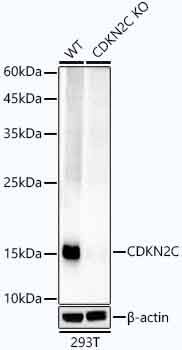 p18INK4c/CDKN2C Antibody (1Q10Q4)