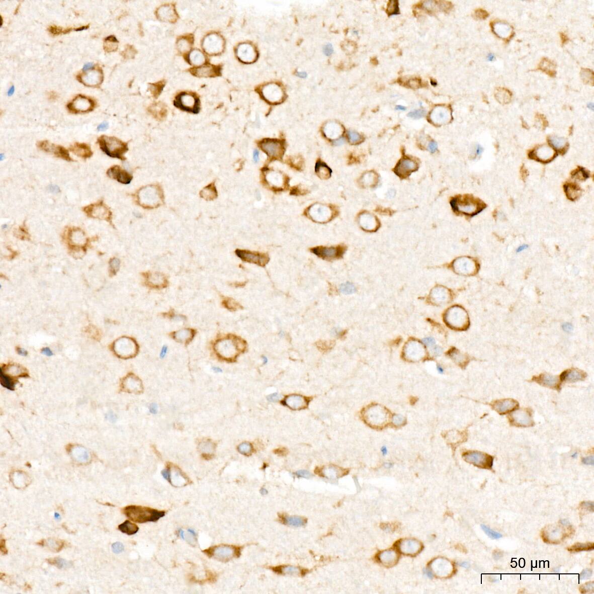 PACT Antibody (2W2E10)