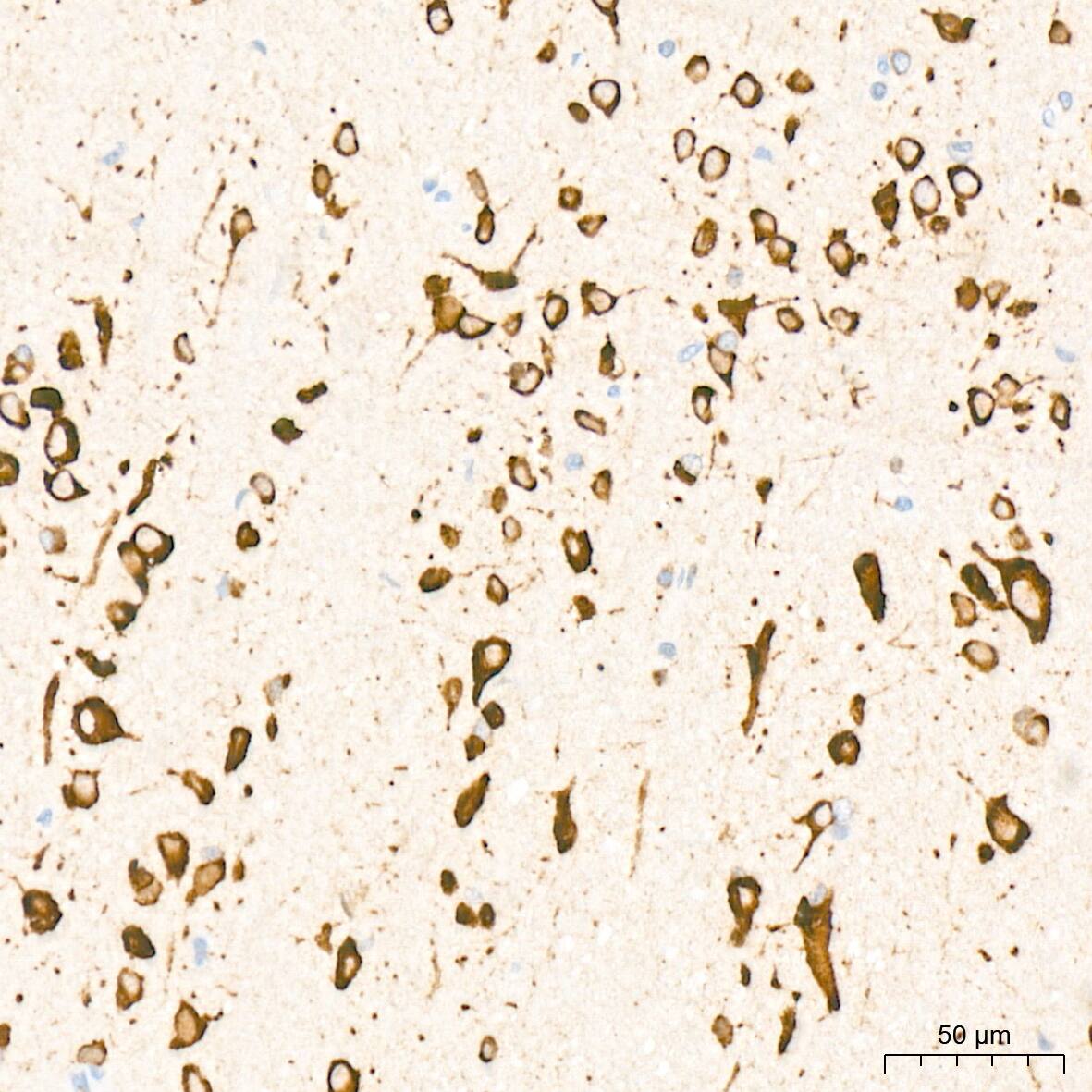 PACT Antibody (2W2E10)