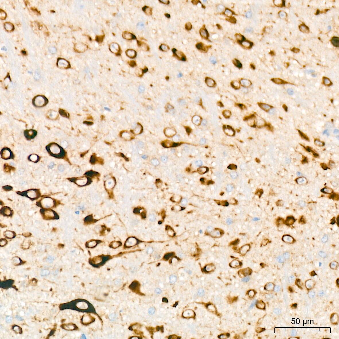 PACT Antibody (2W2E10)