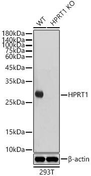HPRT Antibody (4N2Q6)