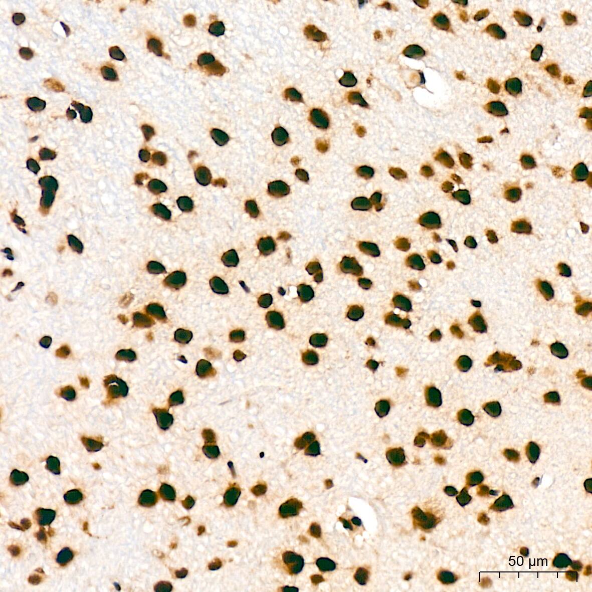 Bub3 Antibody (10G1S6)