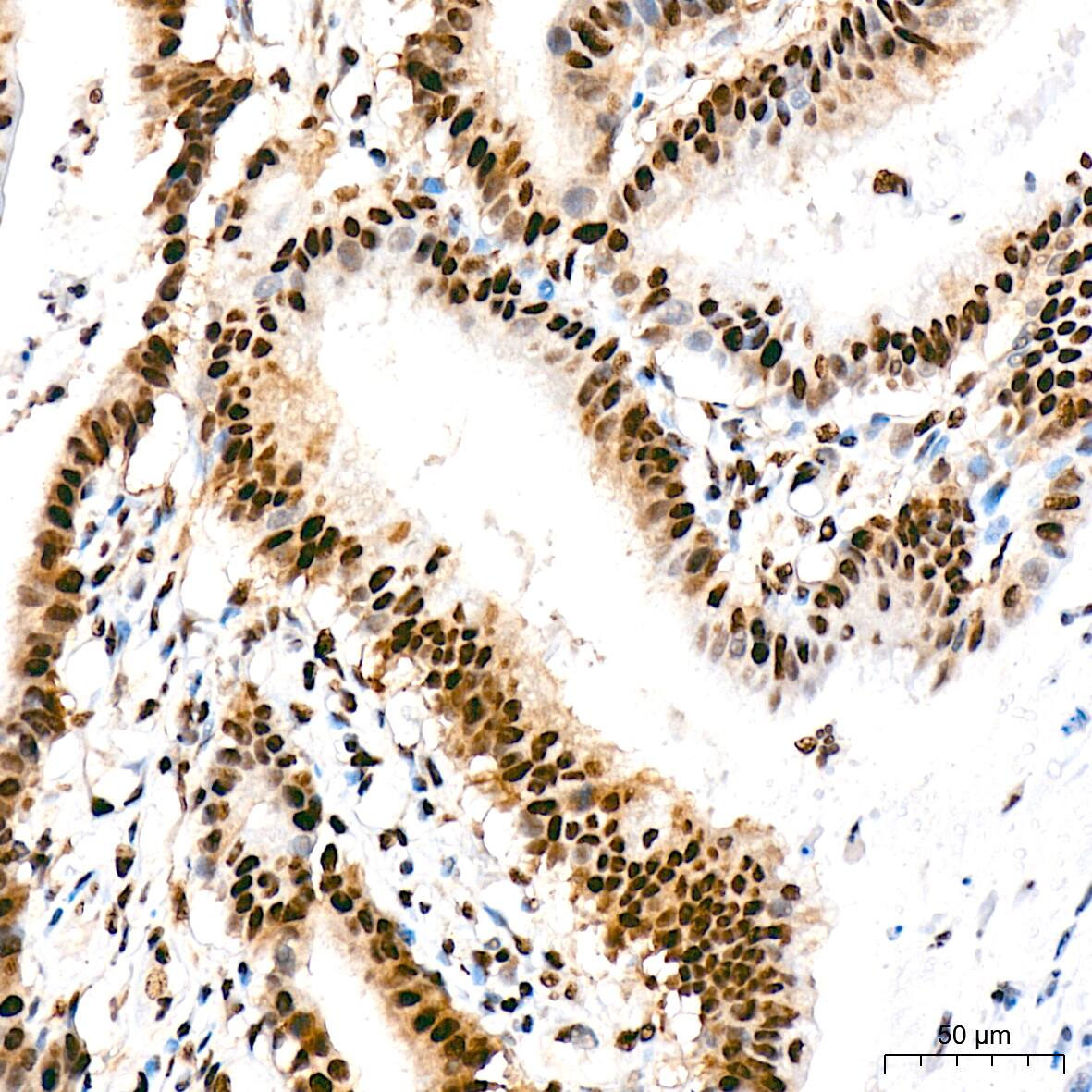 Bub3 Antibody (10G1S6)