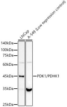 Pyruvate Dehydrogenase Kinase 1/PDK1 Antibody (5T6S8)