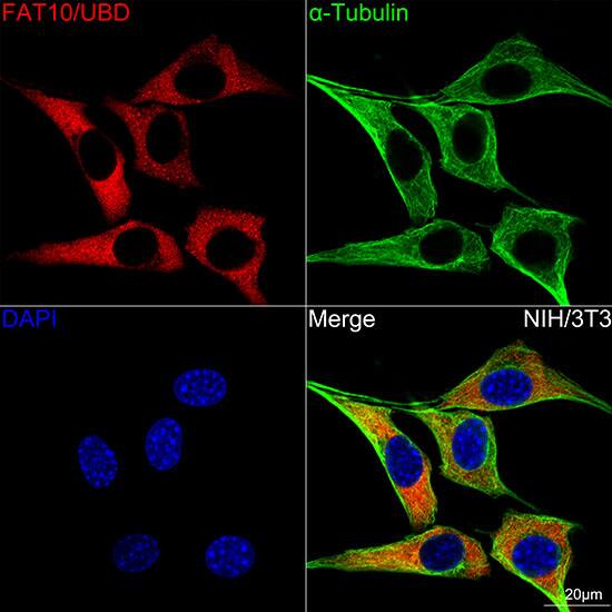 FAT10 Antibody (10A6T5)