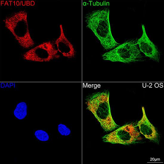 FAT10 Antibody (10A6T5)
