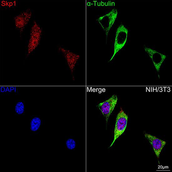 Skp1 Antibody (10G5X5)