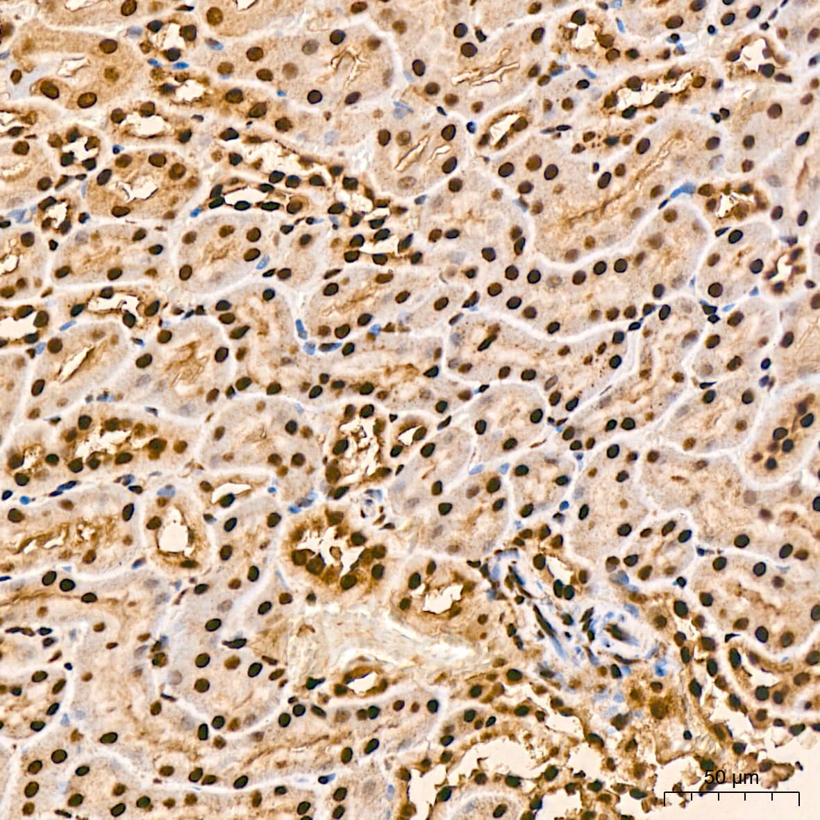 SFRS3 Antibody (9A1Z4)
