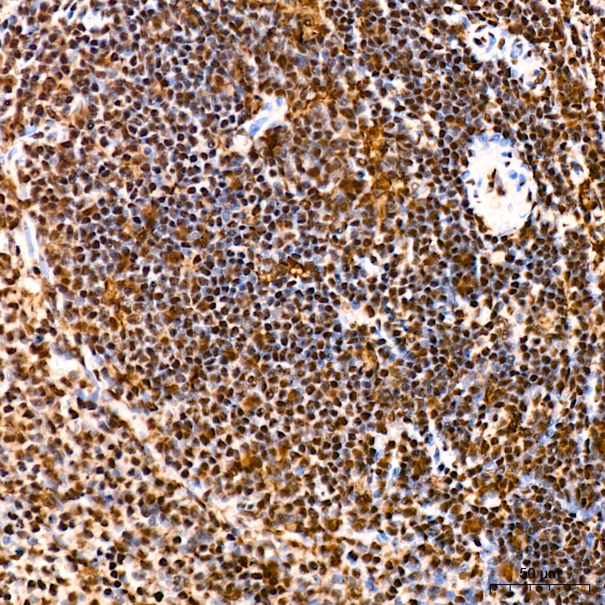 SFRS3 Antibody (9A1Z4)