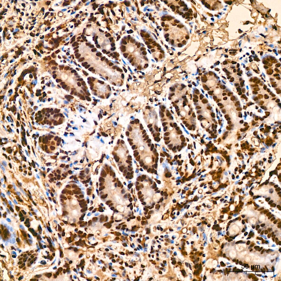 SFRS3 Antibody (9A1Z4)