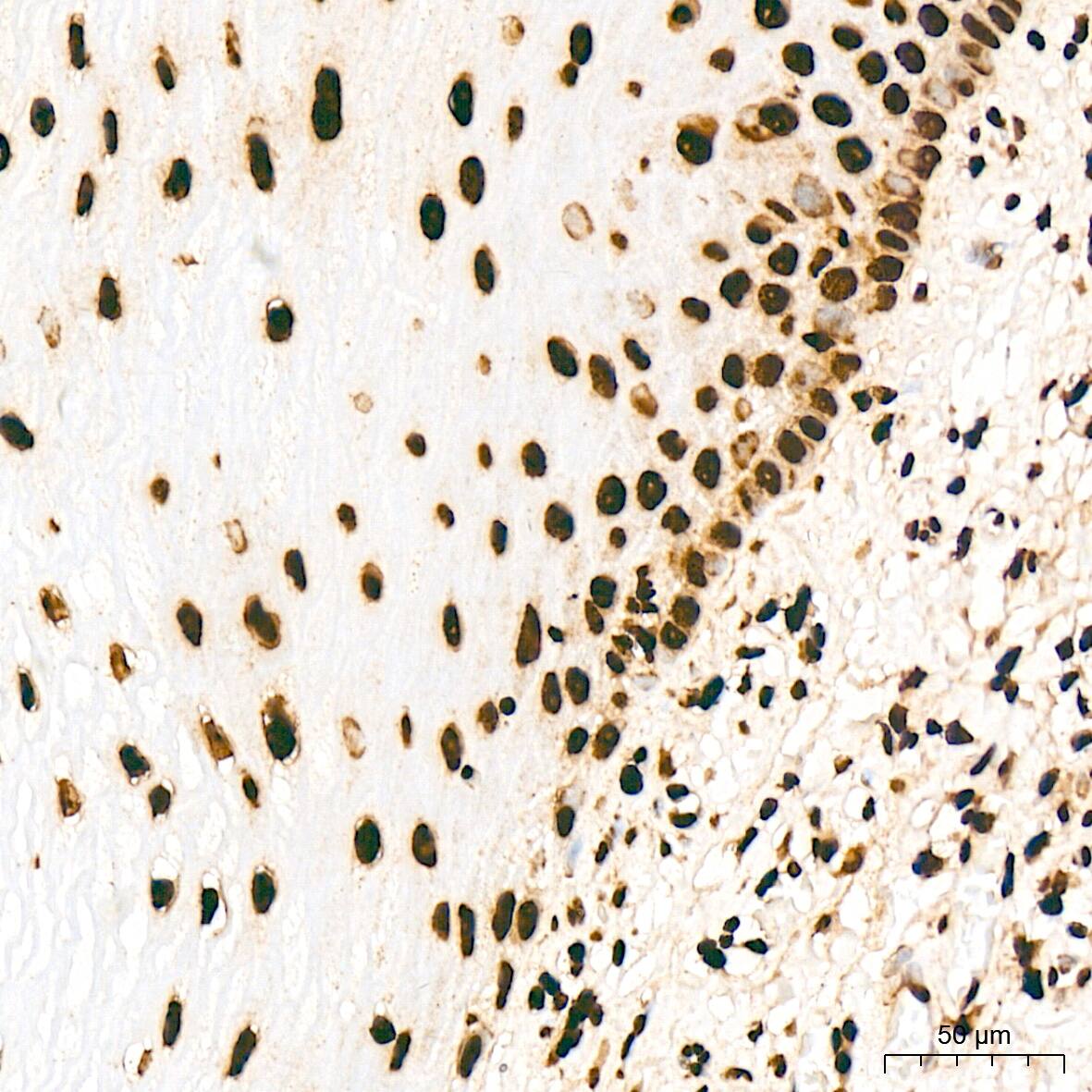 Histone H2AY/macroH2A.1 Antibody (4D2O4)
