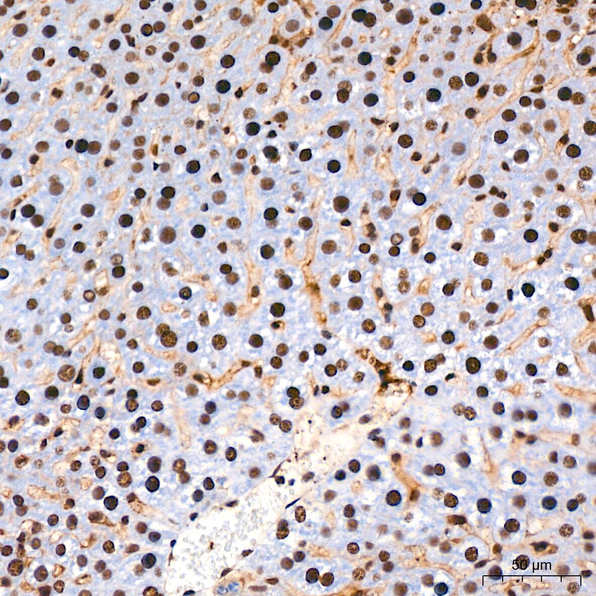 PTBP2 Antibody (10S9P6)