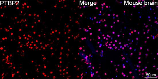 PTBP2 Antibody (10S9P6)