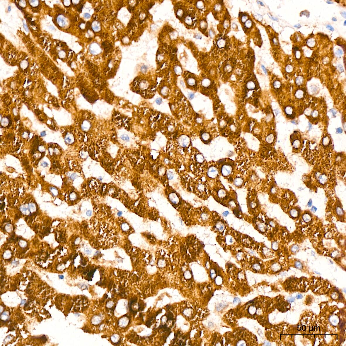 Peroxiredoxin 4 Antibody (9E7V0)