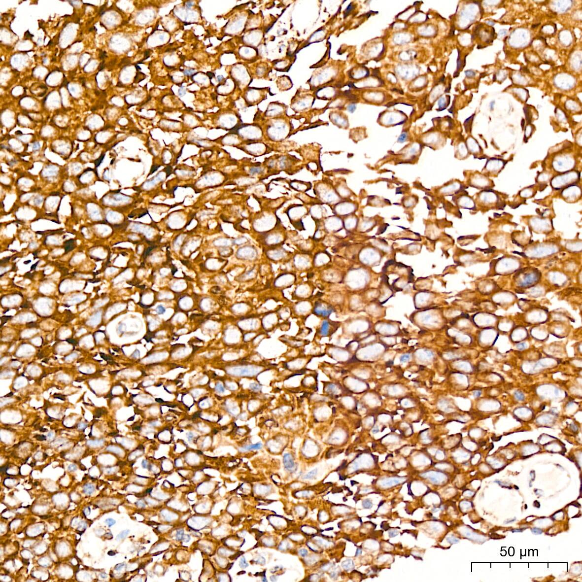 Peroxiredoxin 4 Antibody (9E7V0)