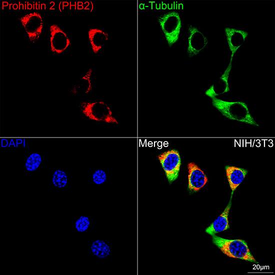 Prohibitin 2 Antibody (8I10B1)