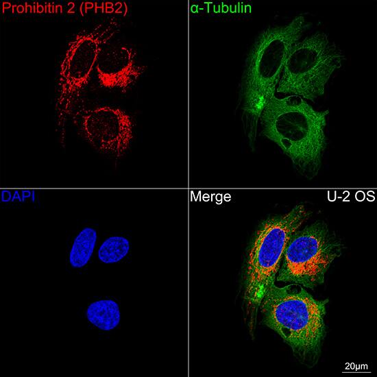 Prohibitin 2 Antibody (8I10B1)