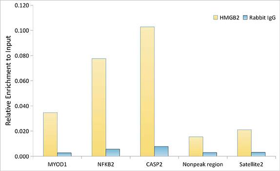 HMGB2 Antibody (8P10V5)