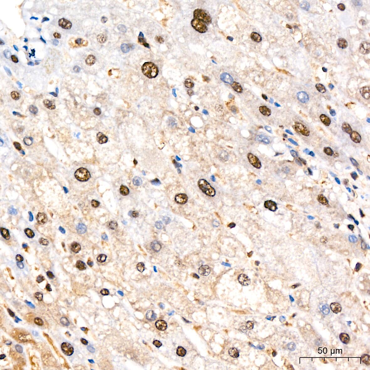 PSMA2 Antibody (6L5H4)