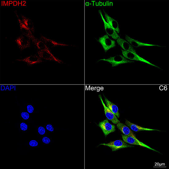 IMP Dehydrogenase 2/IMPDH2 Antibody (4X3S10)