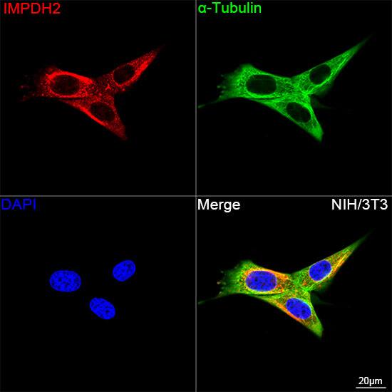 IMP Dehydrogenase 2/IMPDH2 Antibody (4X3S10)