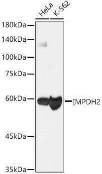 IMP Dehydrogenase 2/IMPDH2 Antibody (4X3S10)