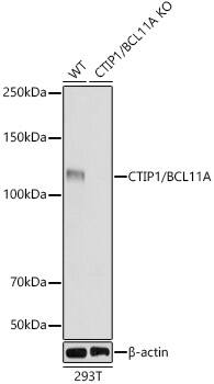 Ctip1 Antibody (3M8M3)