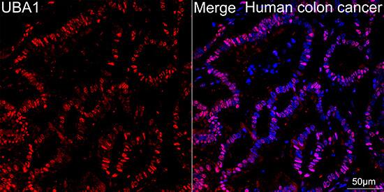Ubiquitin-activating Enzyme/UBE1 Antibody (6H2I9)