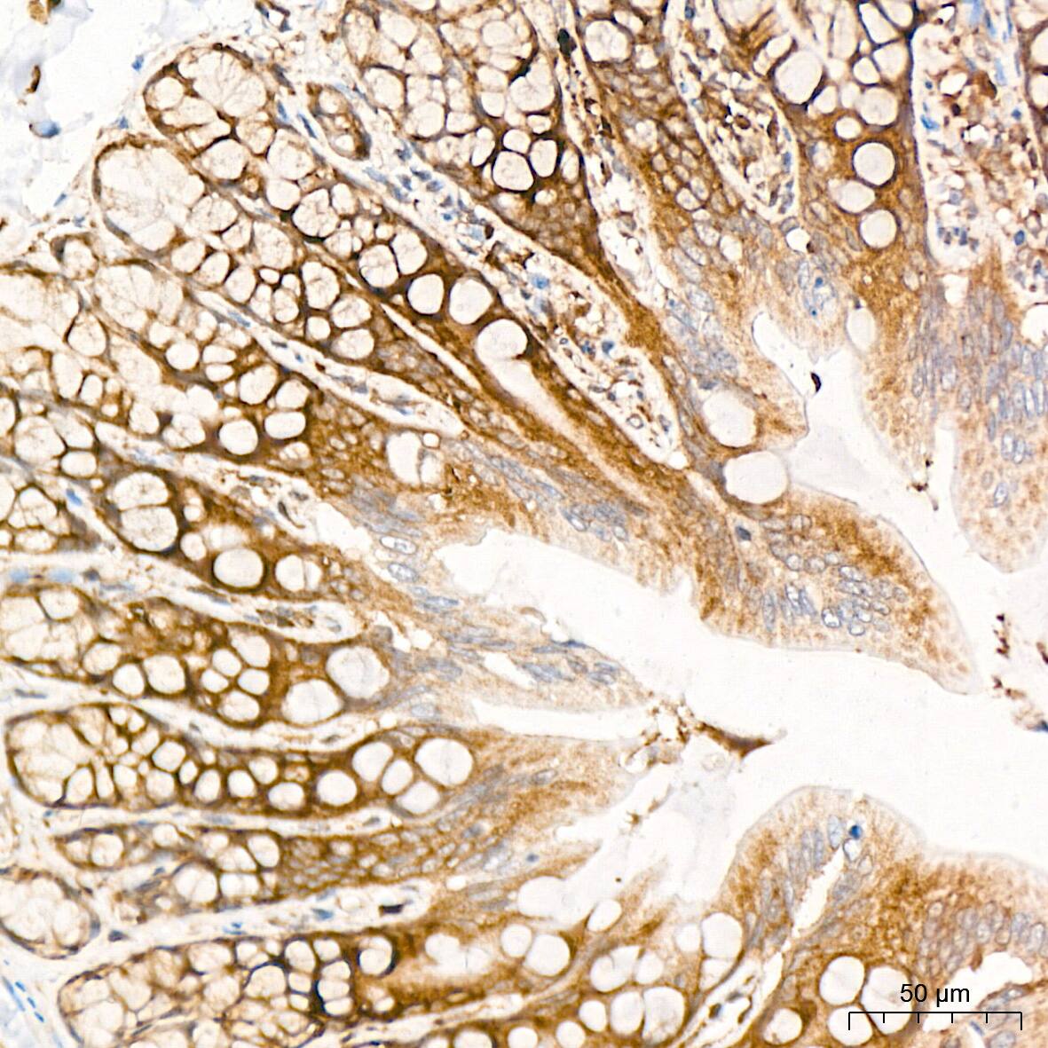 RPS20 Antibody (9H1D4)