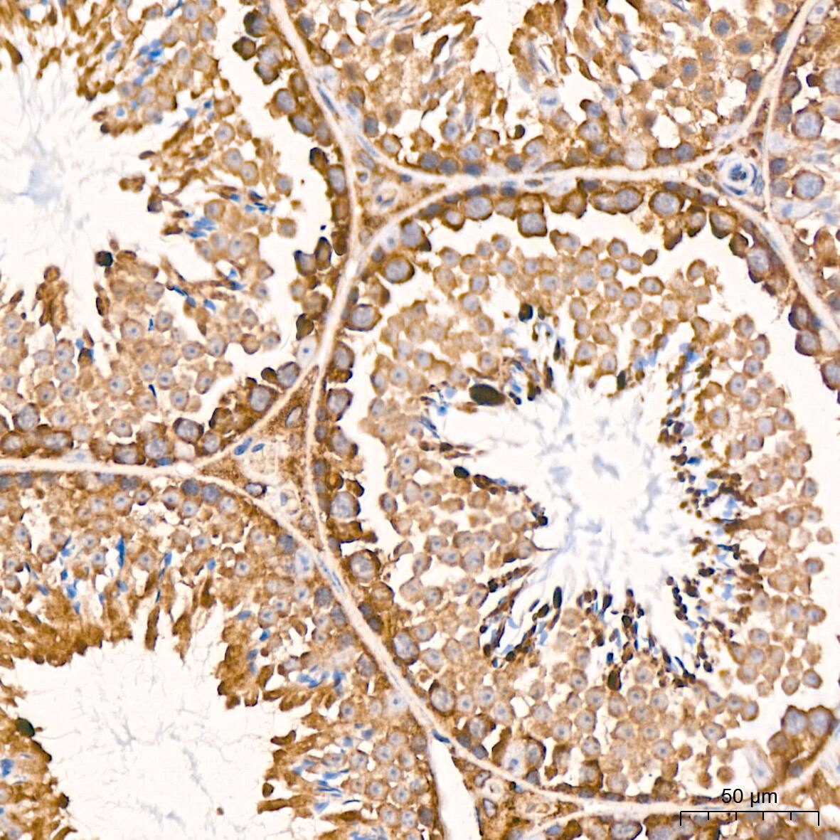 RPS20 Antibody (9H1D4)