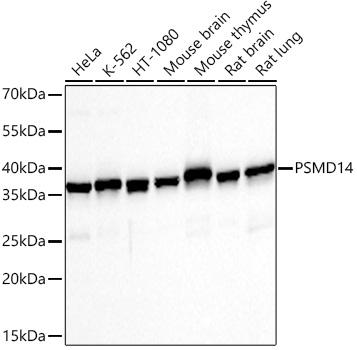 PSMD14 Antibody (5V0H3)