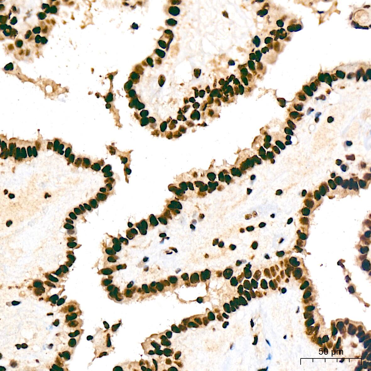 SAP130 Antibody (3K1X4)