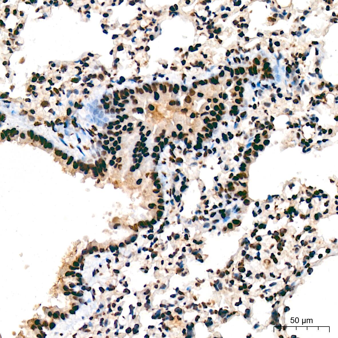 SAP130 Antibody (3K1X4)