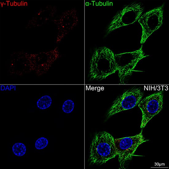 gamma Tubulin Antibody (5R3N3)