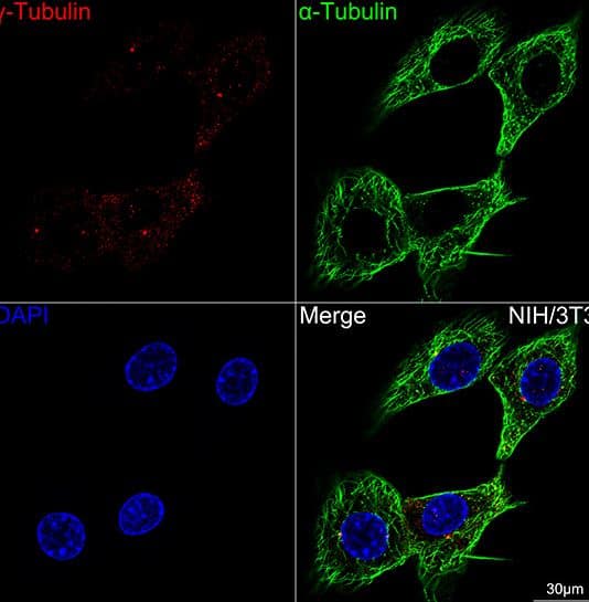 gamma Tubulin Antibody (5R3N3)