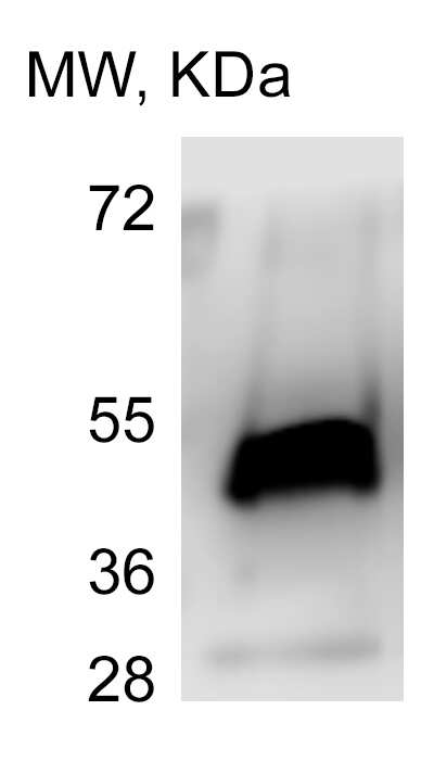 gamma Tubulin Antibody (5R3N3)