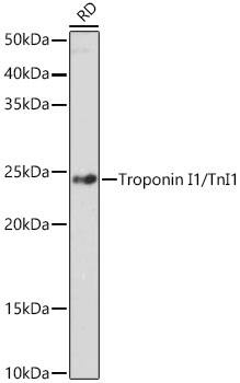 Troponin I Type 1 (slow skeletal) Antibody (5K1U2)