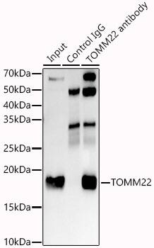 TOMM22 Antibody (6R1L7)