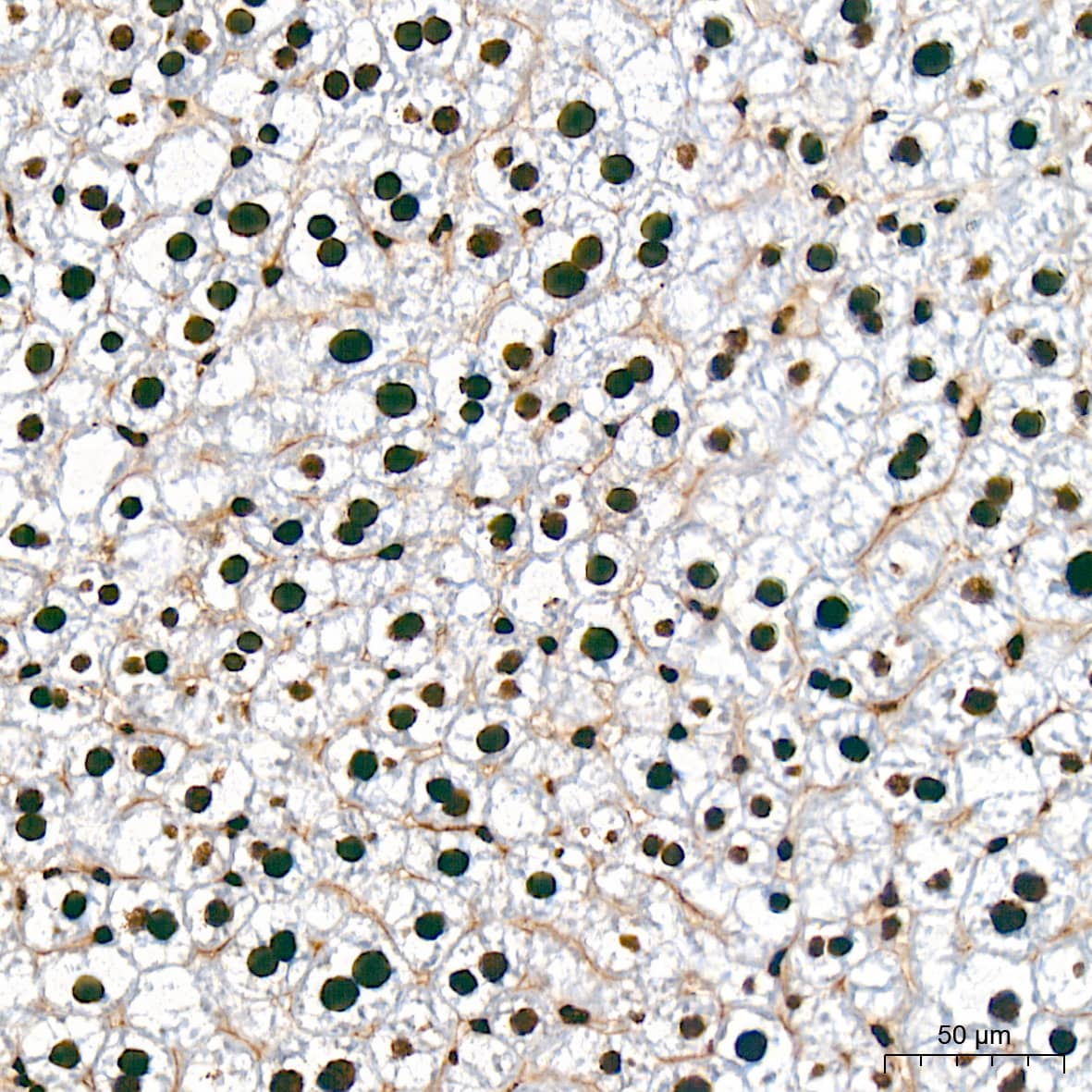 UAP56 Antibody (4A0Q2)