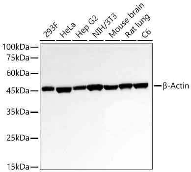 beta-Actin Antibody (4C4)