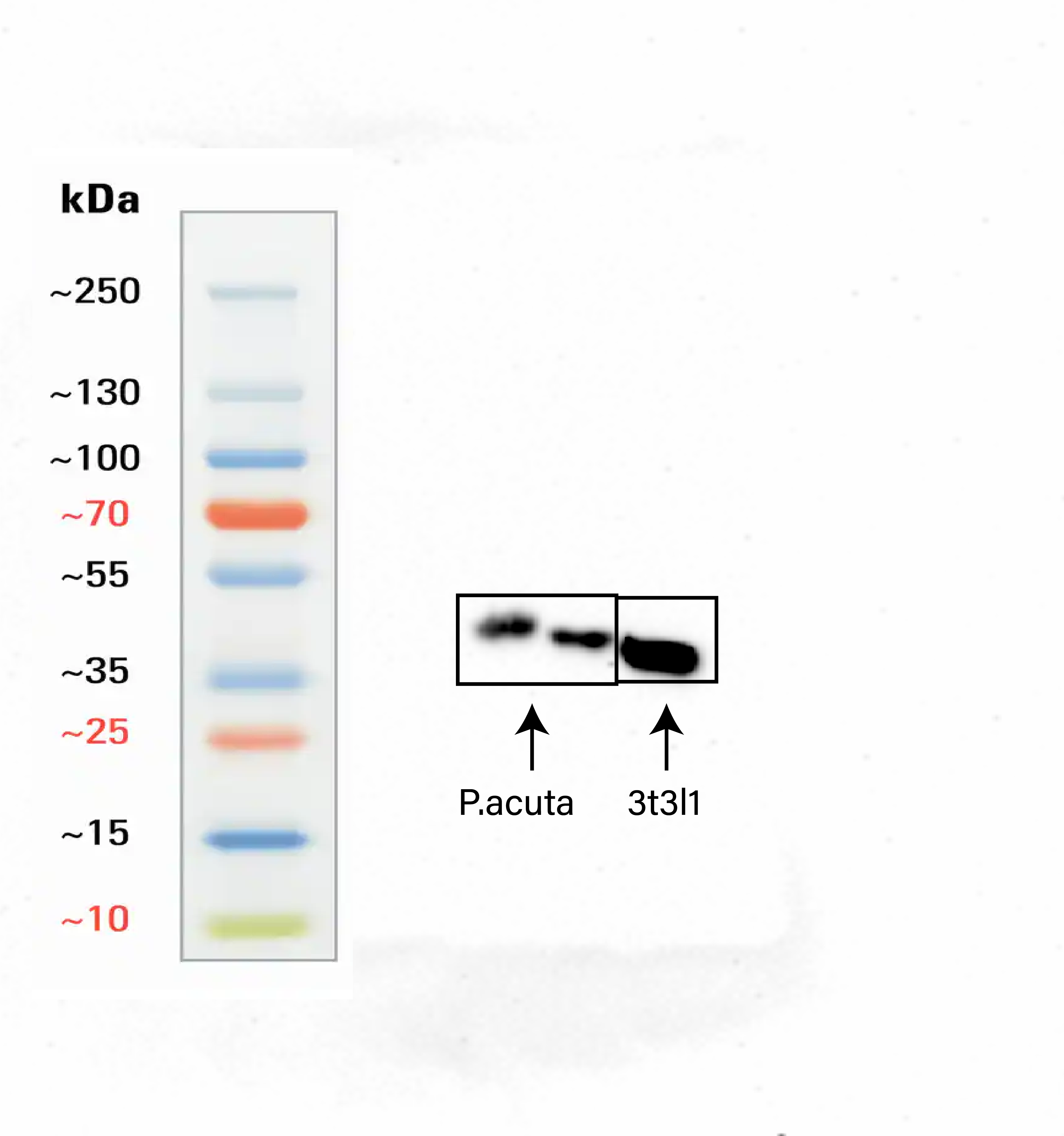 beta-Actin Antibody (4C4)