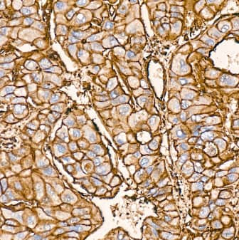 beta-Actin Antibody (4C4)